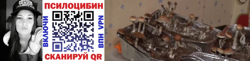 Псилоцибиновые грибы Cubensis  hydra ССЫЛКА  Ялуторовск  купить  